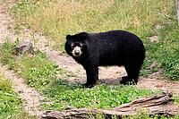 Spectacled bear (Tremarctos ornatus), Andean bear, adult, alert, South America [IBR125438034]