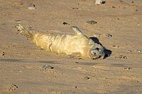 Atlantic grey seal (Halichoerus grypus) juvenile baby pup animal resting on a beach, England, United Kingdom [IBR125438035]