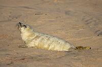 Atlantic grey seal (Halichoerus grypus) juvenile baby pup animal resting on a beach, Norfolk, England, United Kingdom [IBR125438036]