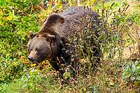 Eurasian brown bear (Ursus arctos arctos) standing in a colorful forest in autumn, Bavarian Forest, Bavaria [IBR125438037]