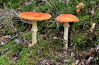 Fly agaric (Amanita muscaria), red fly agaric, two, poisonous, mushroom species, autumn, Palatinate Forest, Rhineland-Palatinate, Germany [IBR125438038]