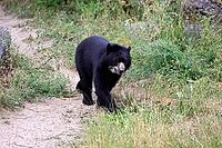 Spectacled bear (Tremarctos ornatus), Andean bear, subadult, half-grown, walking, on the ground, alert, South America [IBR125438039]
