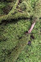 Moss am Waldboden, Emsland, Lower Saxony, Germany [IBR125438040]