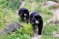 Spectacled bear (Tremarctos ornatus), Andean bear, adult, female, young bear (half-grown), subadult, walking, alert, South America [IBR125438041]