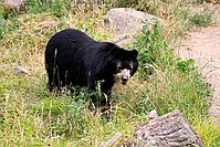 Spectacled bear (Tremarctos ornatus), Andean bear, adult, alert, South America [IBR125438042]
