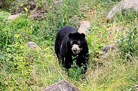 Spectacled bear (Tremarctos ornatus), Andean bear, adult, walking, alert, South America [IBR125438043]