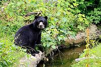 Spectacled bear (Tremarctos ornatus), Andean bear, subadult, half-grown young, by the water, alert, South America [IBR125438044]