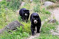 Spectacled bear (Tremarctos ornatus), Andean bear, adult, female, young bear (half-grown), subadult, walking, alert, South America [IBR125438045]