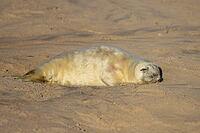 Atlantic grey seal (Halichoerus grypus) juvenile baby pup animal sleeping on a beach, Norfolk, England, United Kingdom [IBR125438046]