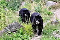 Spectacled bear (Tremarctos ornatus), Andean bear, adult, female, young bear (half-grown), subadult, walking, alert, South America [IBR125438048]