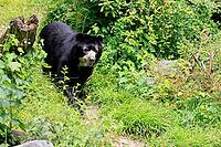 Spectacled bear (Tremarctos ornatus), Andean bear, adult, walking, alert, South America [IBR125438049]