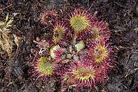 Common sundew (Drosera rotundifolia), Emsland, Lower Saxony, Germany [IBR125438050]