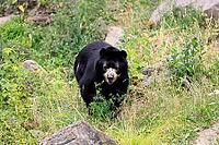 Spectacled bear (Tremarctos ornatus), Andean bear, adult, walking, alert, South America [IBR125438051]