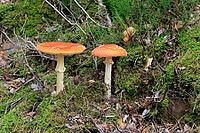 Fly agaric (Amanita muscaria), red fly agaric, two, poisonous, mushroom species, autumn, Palatinate Forest, Rhineland-Palatinate, Germany [IBR125438052]