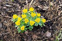 Winter aconite (Eranthis hyemalis), in bloom, flower, Ellerstadt, Rhineland-Palatinate, Germany [IBR125438053]