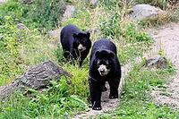 Spectacled bear (Tremarctos ornatus), Andean bear, adult, female, young bear (half-grown), subadult, walking, alert, South America [IBR125438054]