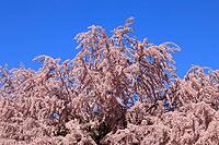 Tamarisk (Tamarix), in bloom, flower, tree, Rhineland-Palatinate, Germany [IBR125438055]