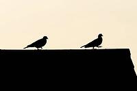 Wood pigeon (Columba palumbus) two adult garden birds on an urban house roof silhouette at sunset, England, United Kingdom [IBR125438056]