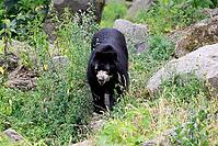 Spectacled bear (Tremarctos ornatus), Andean bear, adult, walking, alert, South America [IBR125438057]