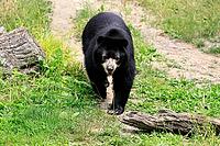 Spectacled bear (Tremarctos ornatus), Andean bear, adult, walking, alert, South America [IBR125438058]