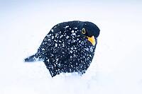 Eurasian blackbird (Turdus merula) adult male garden bird in snow in winter, England, United Kingdom [IBR125438059]