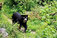 Spectacled bear (Tremarctos ornatus), Andean bear, adult, walking, alert, South America [IBR125438060]