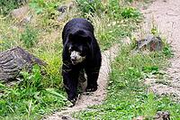 Spectacled bear (Tremarctos ornatus), Andean bear, adult, walking, alert, South America [IBR125438061]