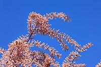 Tamarisk (Tamarix), in bloom, flower, tree, Rhineland-Palatinate, Germany [IBR125438062]