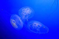 Moon jellyfish (Aurelia aurita), group, in water, in captivity, Germany [IBR125438063]