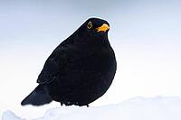 Eurasian blackbird (Turdus merula) adult male garden bird in snow in winter, England, United Kingdom [IBR125438064]