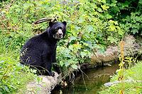 Spectacled bear (Tremarctos ornatus), Andean bear, subadult, half-grown young, by the water, alert, South America [IBR125438065]