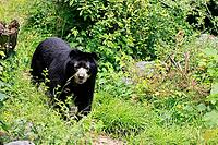 Spectacled bear (Tremarctos ornatus), Andean bear, adult, walking, alert, South America [IBR125438066]