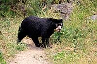 Spectacled bear (Tremarctos ornatus), Andean bear, adult, alert, South America [IBR125438067]