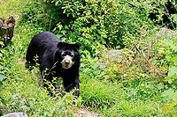 Spectacled bear (Tremarctos ornatus), Andean bear, adult, walking, alert, South America [IBR125438068]