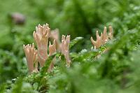 Stiff coral (Ramaria stricta) in the moss, Emsland, Lower Saxony, Germany [IBR125438069]