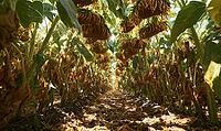 Sunflower field with dried heads and leafy stalks. Sunlight filters through tall stems. Pathway winds through rows of mature plants, AI generated [IBR125446446]