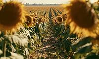Sunflower field under warm sunlight. Rows of tall sunflowers stretch into distance. Large flower heads frame the scene, AI generated [IBR125446482]