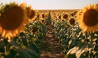 Sunflower field under golden sunset. Rows of tall sunflowers stretch into distance. Warm light highlights vibrant yellow petals, AI generated [IBR125446507]