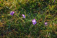 Close up view of purple bluebell flowers growing on a mountain among the grass, on the Bolshoy Bermamyt plateau, at daytime, Stavropol Krai, Russia [IBR125448818]