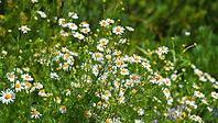 A close-up view of a thicket of common chamomile growing in a meadow, at daytime, Berezovsky gorge, Kislovodsk, Stavropol Krai, Russia [IBR125448819]