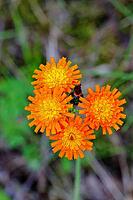 Orange hawkweed, orange-red hawkweed (Hieracium aurantiacum), flower in a rough pasture, Wilnsdorf, North Rhine-Westphalia, Germany [IBR125448820]