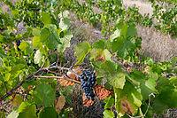 Close-up of ripe grapes with green leaves in vineyard, basket in Remstal, Baden-W$00FCrttemberg, Germany [IBR125448821]