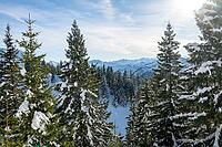 Mountain panorama and snowy mountain forest, snowy mountain peaks of the Allg$00E4u and Ammergau Alps, at the summit of the Tegelberg in winter, mountain landscape, winter landscape, Tegelberg, F$00FCssen, Allg$00E4u, Bavaria, Germany [IBR125448826]