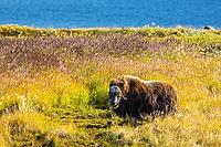 Musk ox (Ovibos moschatus) in the Arctic tundra, mammals (Mammalia), lake, autumn colours, Kangerlussuaq, West Greenland, Greenland [IBR125448833]