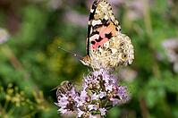 Cabbage White (Vanessa cardui), close-up, nectar, colourful [IBR125448834]