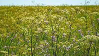A panoramic view of meadow grasses and flowers growing on the Bolshoy Bermamyt plateau, nature, at daytime, Stavropol Krai, Russia [IBR125448836]