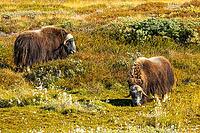 Musk ox (Ovibos moschatus) in the Arctic tundra, mammals (Mammalia), autumn colours, Kangerlussuaq, West Greenland, Greenland [IBR125448837]
