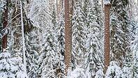 Panoramic view of larch, pine and other trees covered with a thick layer of white snow, Lindulovskaya grove, Leningrad Oblast, Russia [IBR125448839]