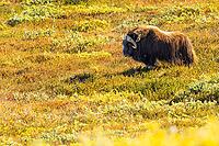 Musk ox (Ovibos moschatus) in the Arctic tundra, mammals (Mammalia), autumn colours, Kangerlussuaq, West Greenland, Greenland [IBR125448840]