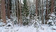 Panoramic view of larch, pine and other trees covered with a thick layer of white snow, Lindulovskaya grove, Leningrad Oblast, Russia [IBR125448841]